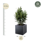 Nerium 'Oleander' – Ø19 cm, 70 cm high