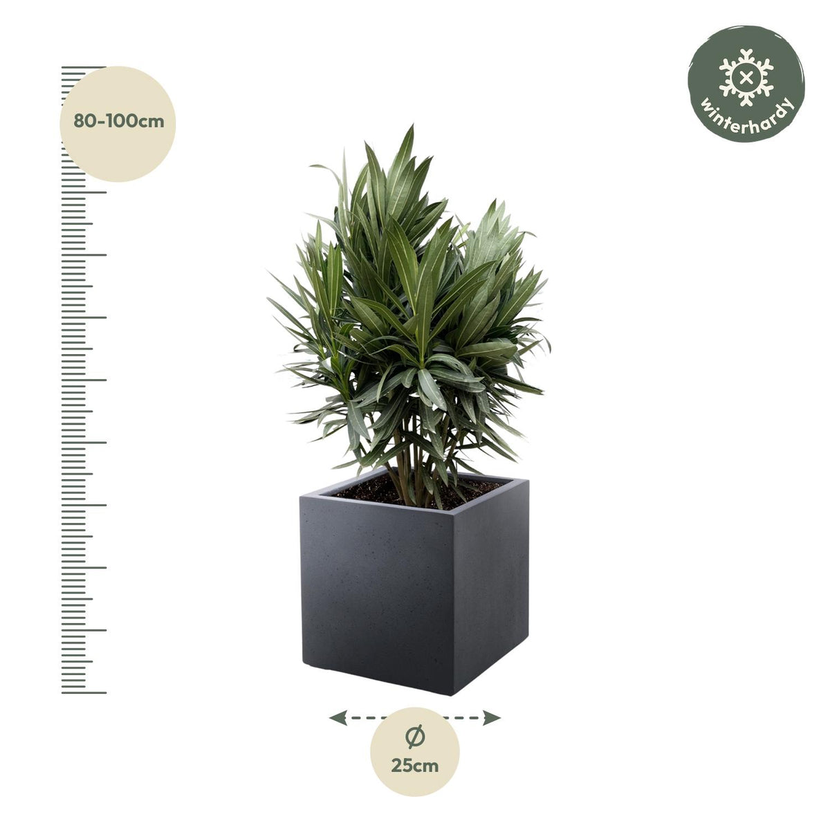 Nerium 'Oleander' – Ø19 cm, 70 cm high – photo 2