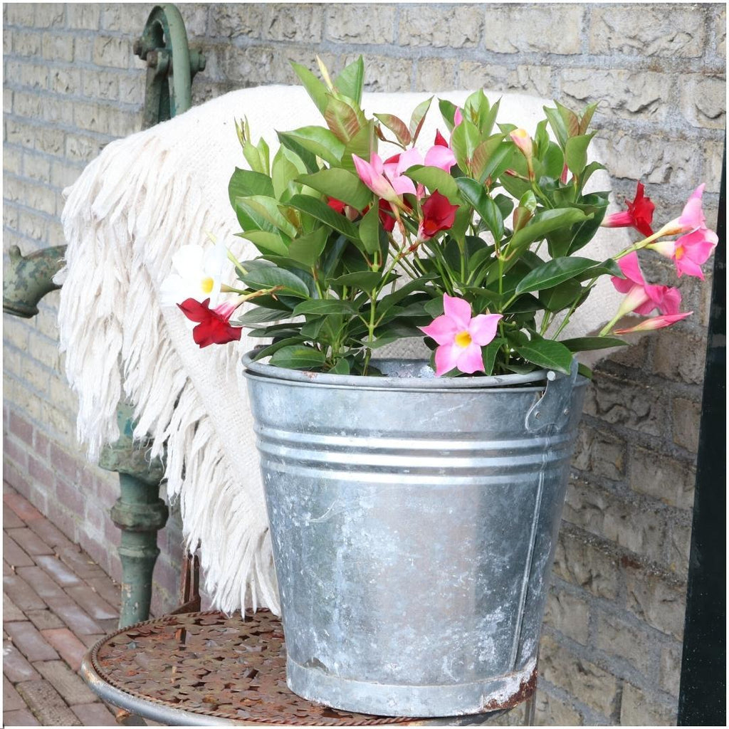 Mandevilla 'Red' (dipladenia) – 6 plants, Ø12 cm, 25 cm high – photo 2