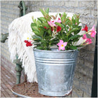 Mandevilla 'Red' (dipladenia) – 6 plants, Ø12 cm, 25 cm high