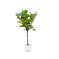 Ficus lyrata en tronc (ficus lyre) dans pot décoratif Vibes Fold Round blanc – Ø30 cm, 150 cm de haut