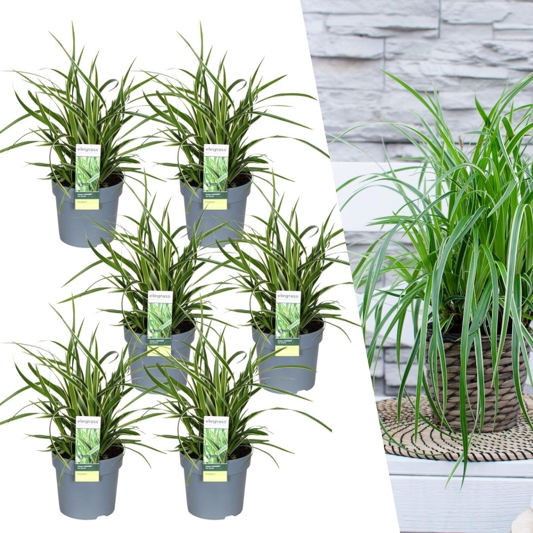 Carex morrowi 'Ice Dance' (Segge) – 6 Pflanzen, Ø14 cm, 25 cm hoch