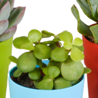 Sukkulenten – Ø 6 cm, 16 cm hoch