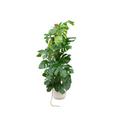 Monstera Pertusum XL (Fensterblatt) im Vibes Fold Round-Übertopf weiß – Ø30 cm, 150 cm hoch