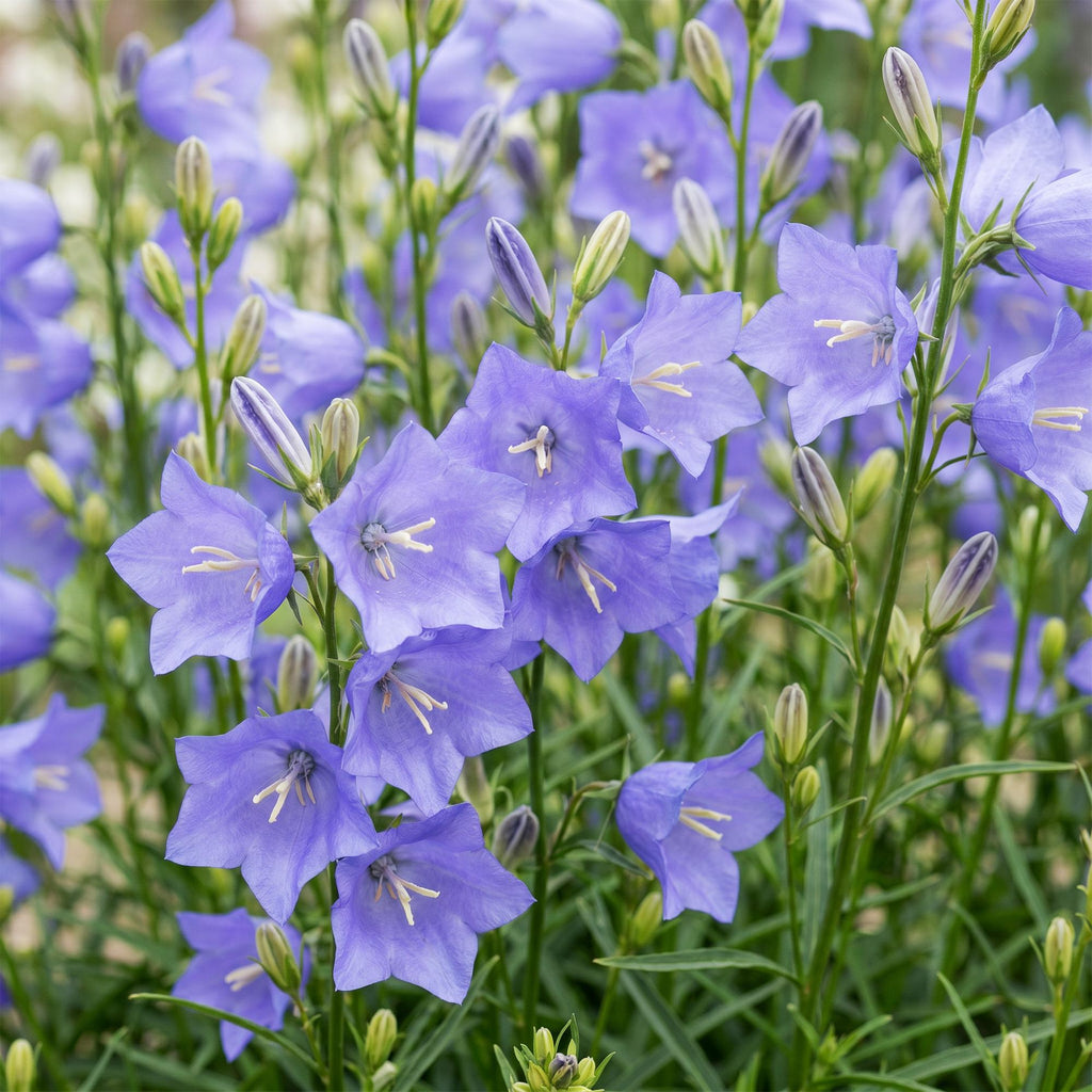 Campanula persicifolia (Pfirsichblatt-Glockenblume) – blau – Ø 11 cm, 15–25 cm hoch – Bild 5
