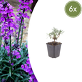 Erysimum 'Bowles Mauve' (muurbloem) – 6 planten, Ø9 cm, 10–25 cm hoog
