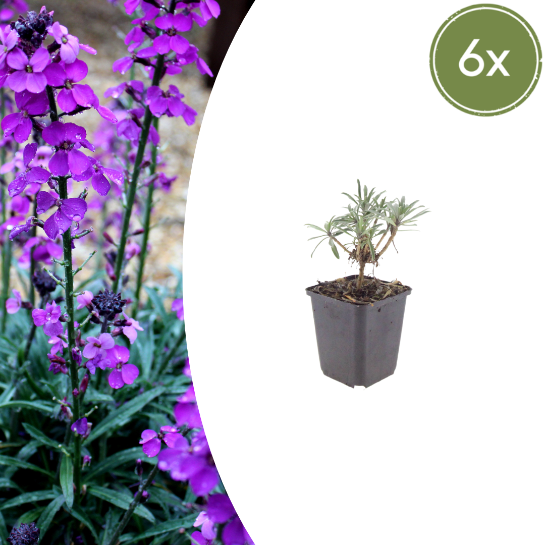 Erysimum 'Bowles Mauve' (muurbloem) – 6 planten, Ø9 cm, 10–25 cm hoog