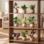 9× Box surprise de plantes d’intérieur – Ø6 cm, 5–15 cm de haut
