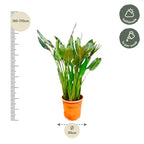 Strelitzia reginae XL (paradijsvogelbloem) – Ø30 cm, 150 cm hoog