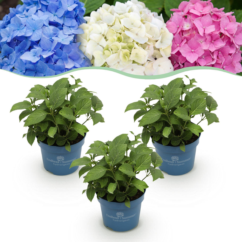 Hydrangea 'Endless Summer Blue' (pink) – blue-pink-white – 3 plants, Ø14 cm, 20–25 cm high