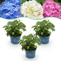 Hydrangea 'Endless Summer Blue' (pink) – blue-pink-white – 3 plants, Ø14 cm, 20–25 cm high