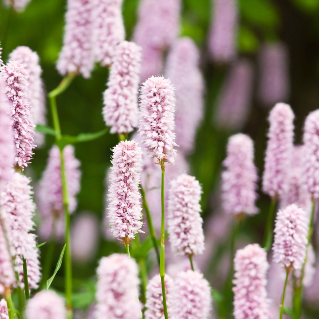 Persicaria anomala 'Alba' (Taubnessel) – 12 Pflanzen, Ø9 cm, 10–25 cm hoch – Bild 7
