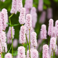 Persicaria anomala 'Alba' (knotweed) – 12 plants, Ø9 cm, 10–25 cm high