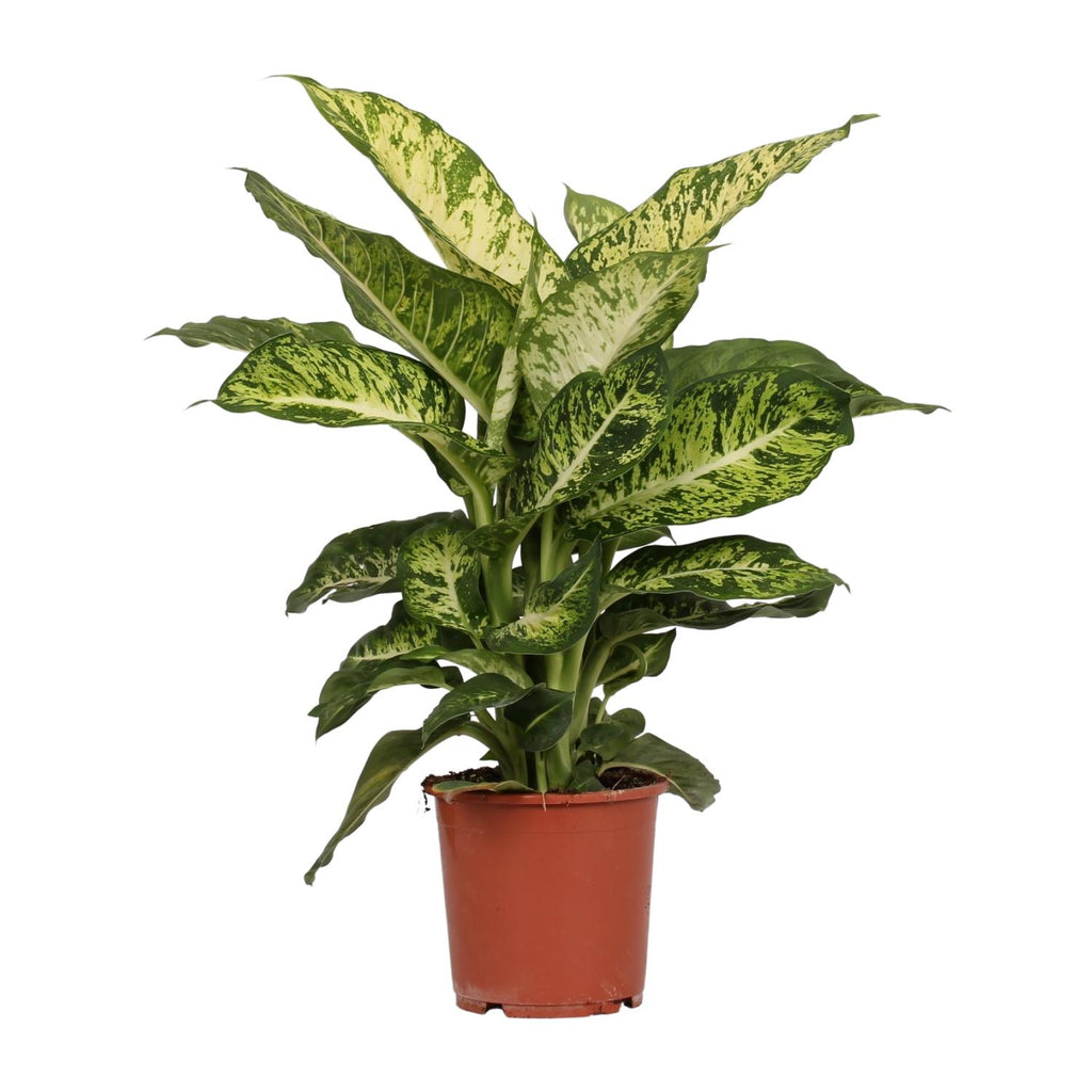 Dieffenbachia Mars – Ø17 cm, 50 cm hoog