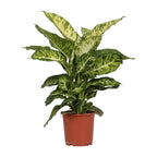 Dieffenbachia Mars – Ø17 cm, 50 cm hoog