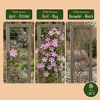 Clematis montana 'Mayleen' (clématite des montagnes) – rose clair – 6 plantes, Ø9 cm, 35 cm de haut