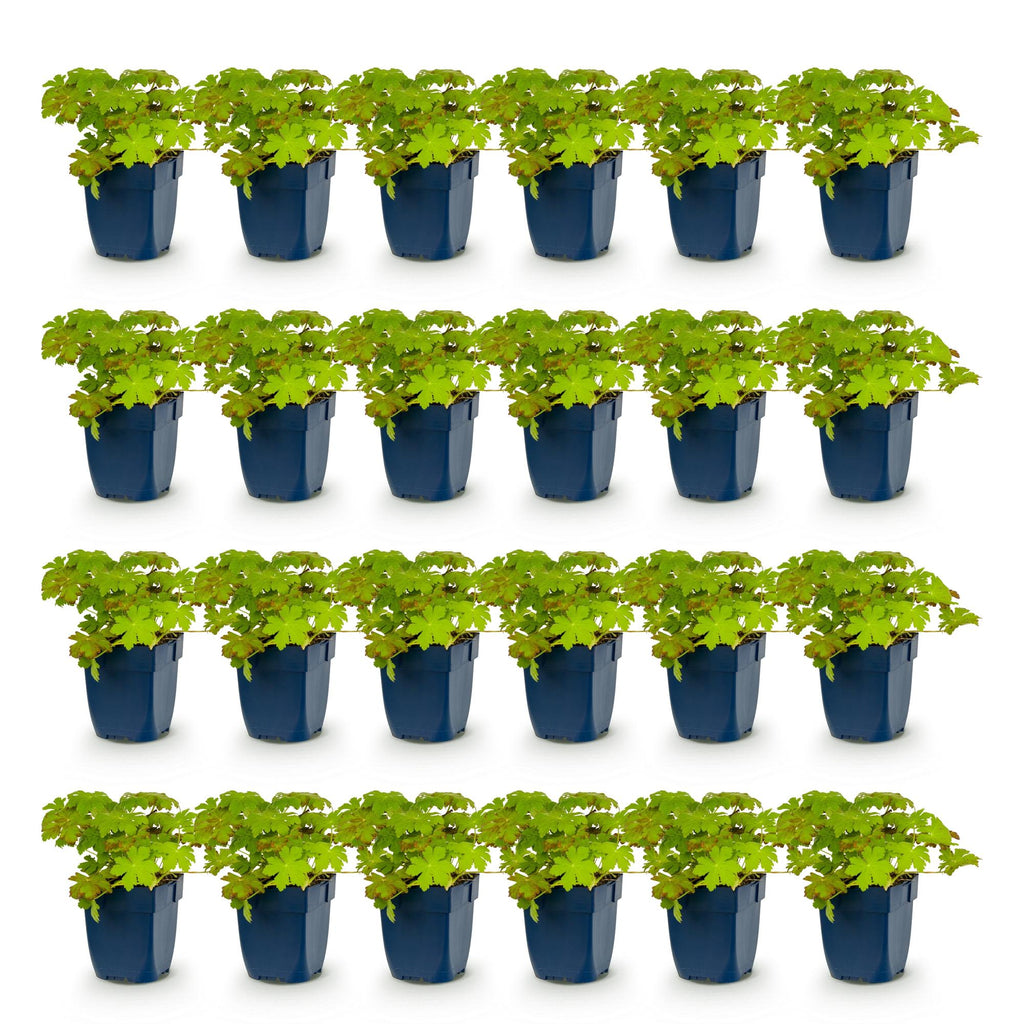 Geranium macrorrhizum (géranium vivace) – rose – 24 plantes, Ø11 cm, 15–25 cm de haut – photo 2