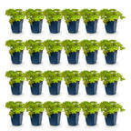 Geranium macrorrhizum (géranium vivace) – rose – 24 plantes, Ø11 cm, 15–25 cm de haut