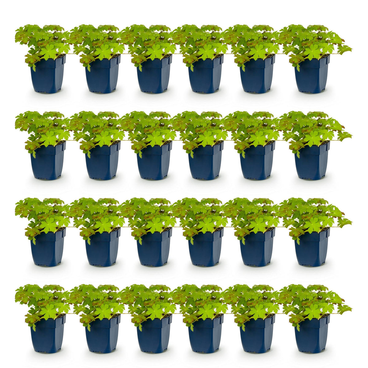 Geranium macrorrhizum (géranium vivace) – rose – 24 plantes, Ø11 cm, 15–25 cm de haut – photo 2
