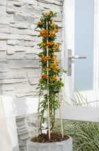 Pyracantha 'Orange Glow' (firethorn) – 4 plants, Ø15 cm, 65 cm high