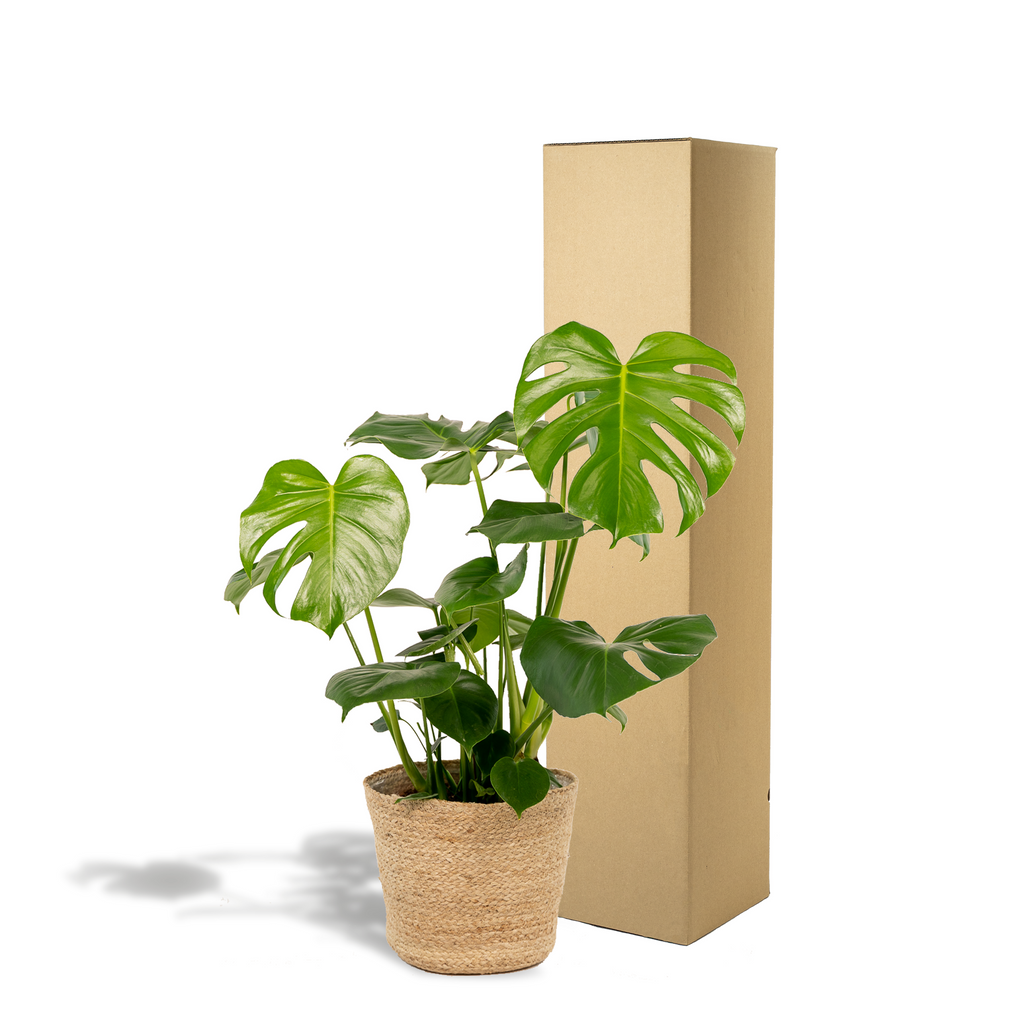 Monstera deliciosa (gatenplant) met mand selin – Ø21 cm, 80 cm hoog