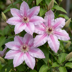 Clematis 'Nelly Moser' (grimpette) – blanc-rose – 4 plantes, Ø9 cm, 35 cm de haut