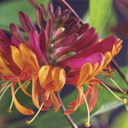 Lonicera heckrottii 'Goldflame' (chèvrefeuille) – 2 plantes, Ø11 cm, 40 cm de haut