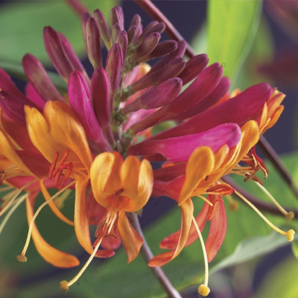 Lonicera heckrottii 'Goldflame' (chèvrefeuille) – 2 plantes, Ø11 cm, 40 cm de haut – photo 5
