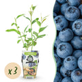 Vaccinium corymbossum 'Goldtraube' (blueberry) – 3 plants, Ø9 cm, 35 cm high
