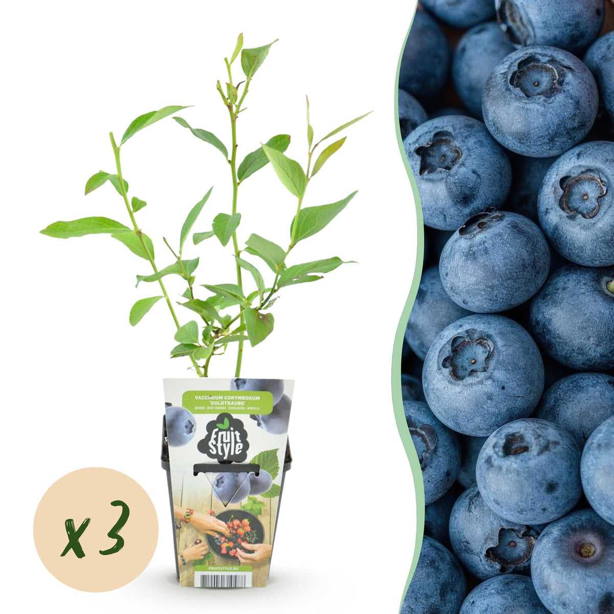 Vaccinium corymbossum 'Goldtraube' (blauwe bes) – 3 planten, Ø9 cm, 35 cm hoog