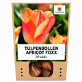 Tulipe 'Apricot Foxx' – 20 bulbes (taille 11/12)
