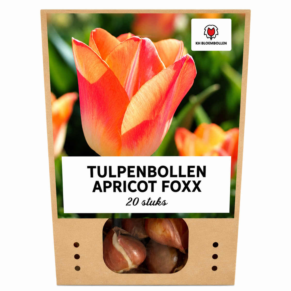 Tulpe 'Apricot Foxx' – 20 Blumenzwiebeln (Zwiebelgröße 11/12)