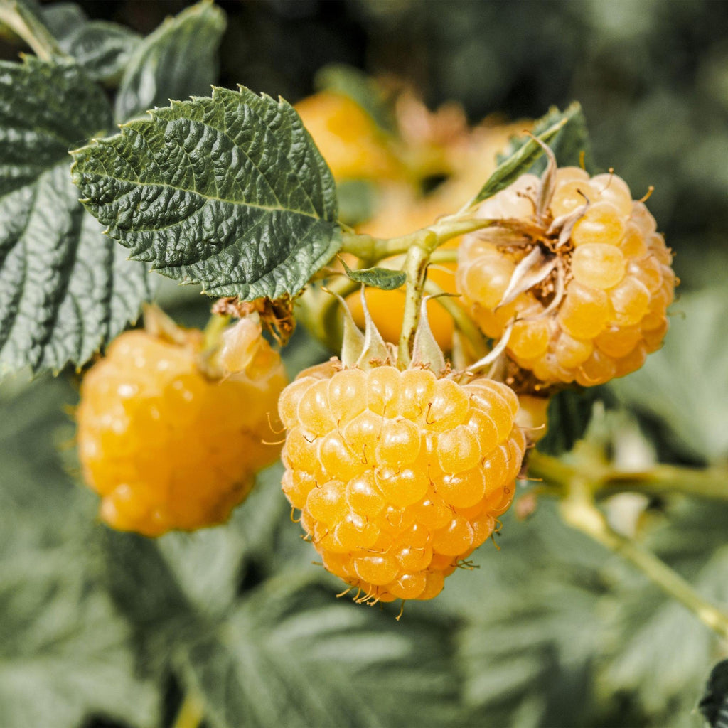 Rubus idaeus 'Fallgold' (raspberry plant) – 2 plants, Ø15 cm, 50 cm high – photo 5