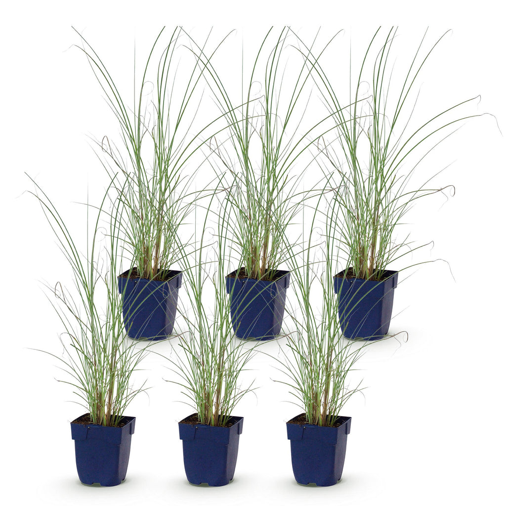 Miscanthus sinensis 'Morning Light' (miscanthus) – 6 plantes, Ø11 cm, 15–25 cm de haut – photo 2