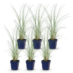 Miscanthus sinensis 'Morning Light' (miscanthus) – 6 plantes, Ø11 cm, 15–25 cm de haut