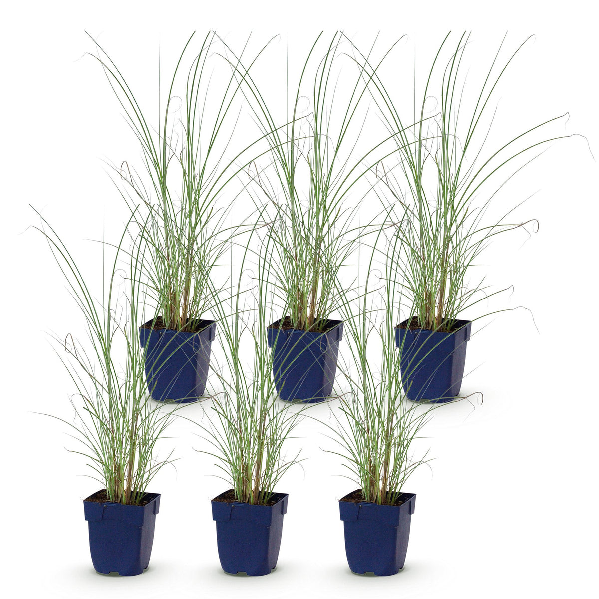 Miscanthus sinensis 'Morning Light' (miscanthus) – 6 plantes, Ø11 cm, 15–25 cm de haut – photo 2