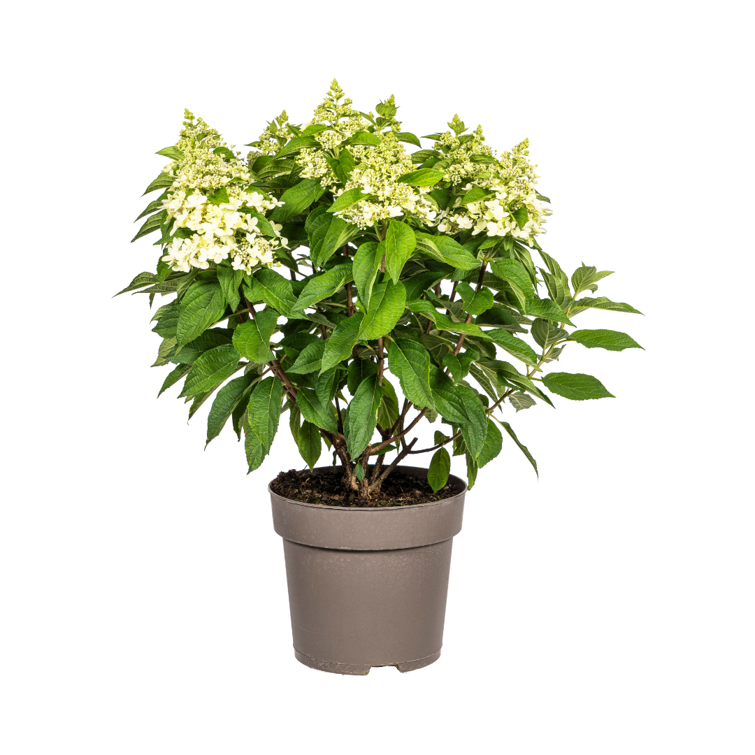 Hydrangea paniculata 'White' (hortensia) – Ø24 cm, 70–80 cm hoog