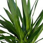 Yucca elephantipes – Ø21 cm, 100 cm høj – art. 3021