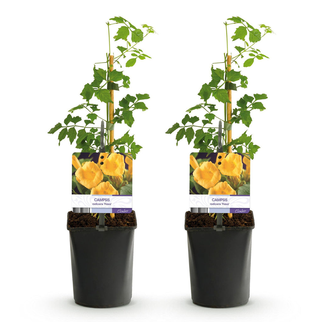 Campsis radicans 'Flave' (trompetklatrer) – gul – 2 planter, Ø11 cm, 40 cm høje – billede 2