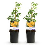Campsis radicans 'Flave' (trompetklatrer) – gul – 2 planter, Ø11 cm, 40 cm høje