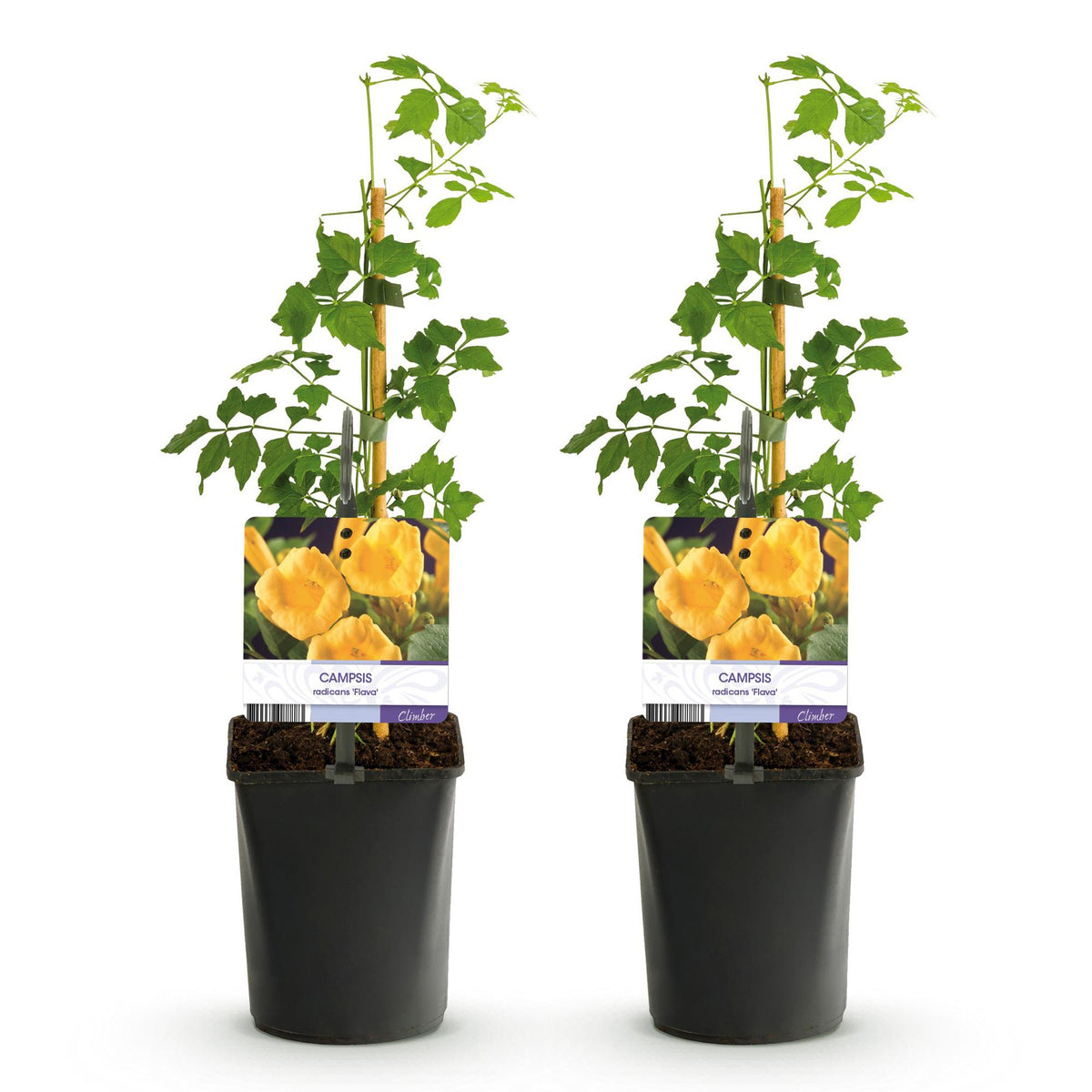 Campsis radicans 'Flave' (trompetklatrer) – gul – 2 planter, Ø11 cm, 40 cm høje – billede 2