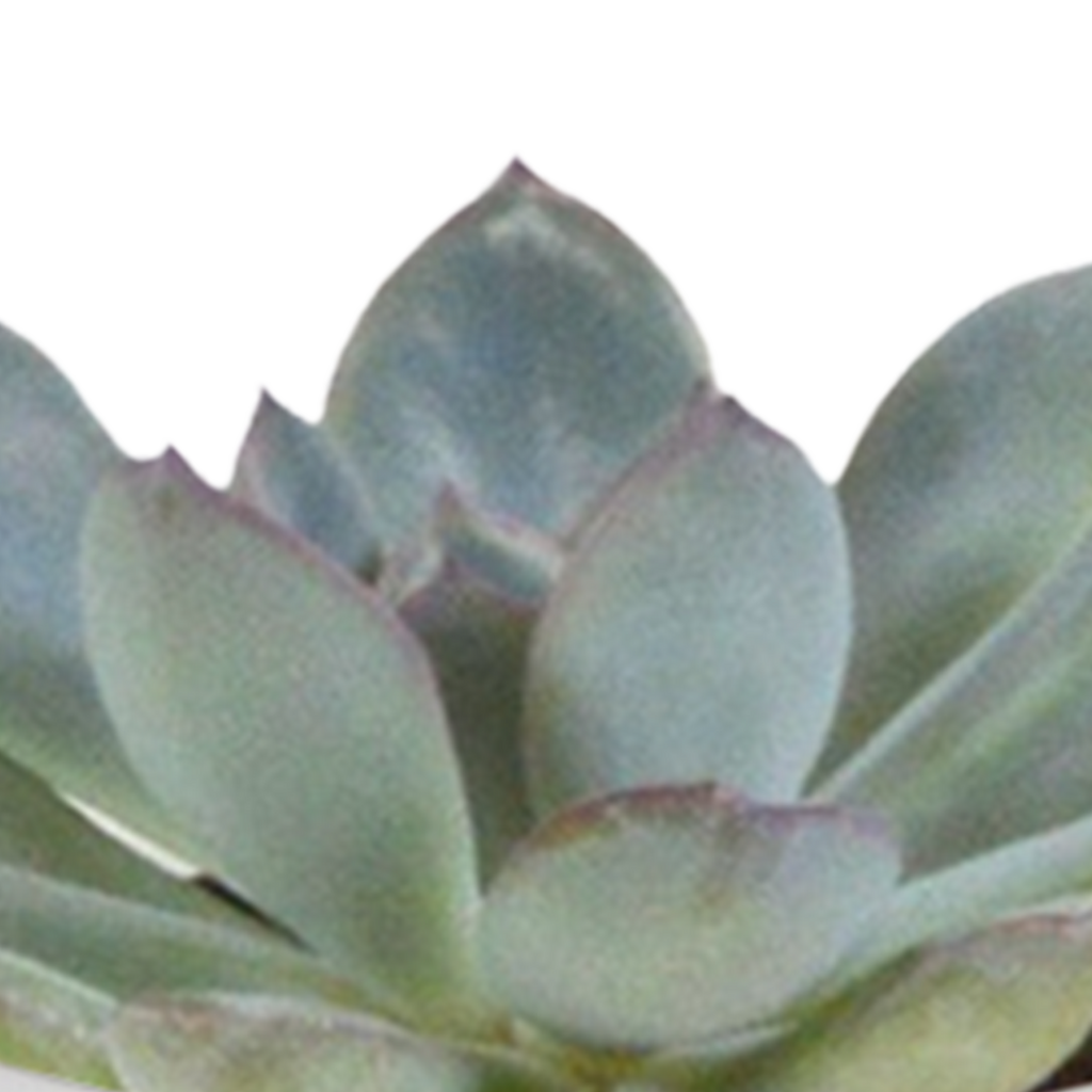 15× Cactus en vetplanten mix (Cactaceae) in witte pot – Ø7 cm, 13 cm hoog – foto 23