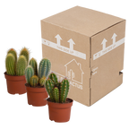 Cereus-blanding (Cactaceae) uden urtepotte – Ø11 cm, 23 cm høj