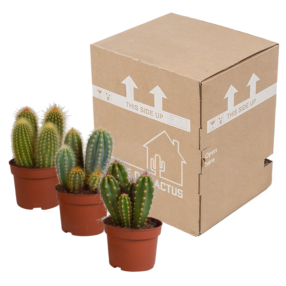 Mélange de Céreus (Cactaceae) sans pot décoratif – Ø11 cm, 23 cm de haut