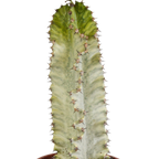 Euphorbia marmorata – Ø17 cm, 40 cm høj