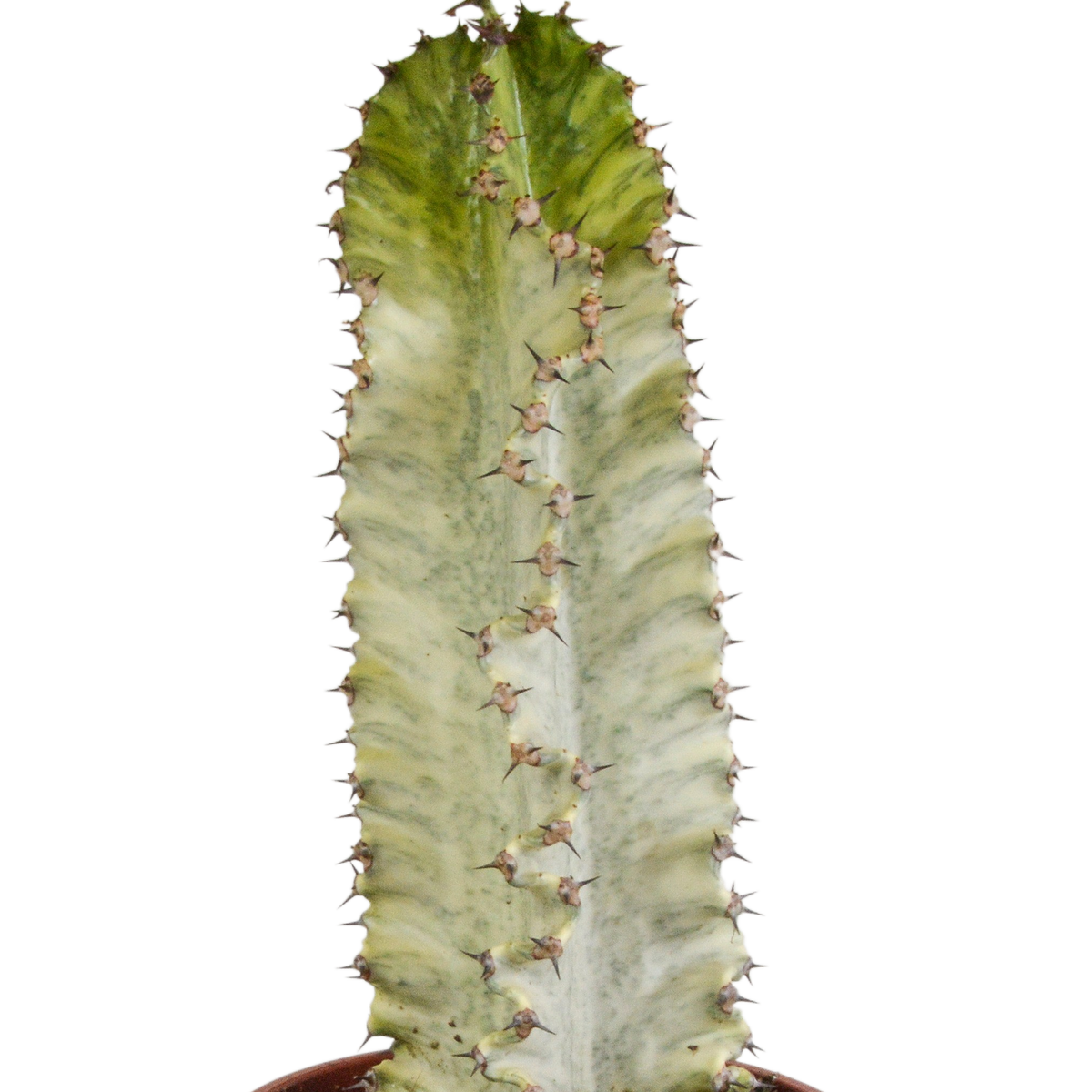Euphorbia marmorata – Ø17 cm, 40 cm hoog