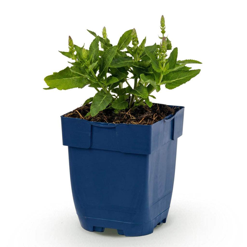 Salvia nemorosa 'Sense Deep Blue' (Salbei) – violett – Ø 11 cm, 15–25 cm hoch – Bild 2