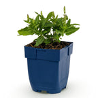 Salvia nemorosa 'Sense Deep Blue' (Salbei) – violett – Ø 11 cm, 15–25 cm hoch
