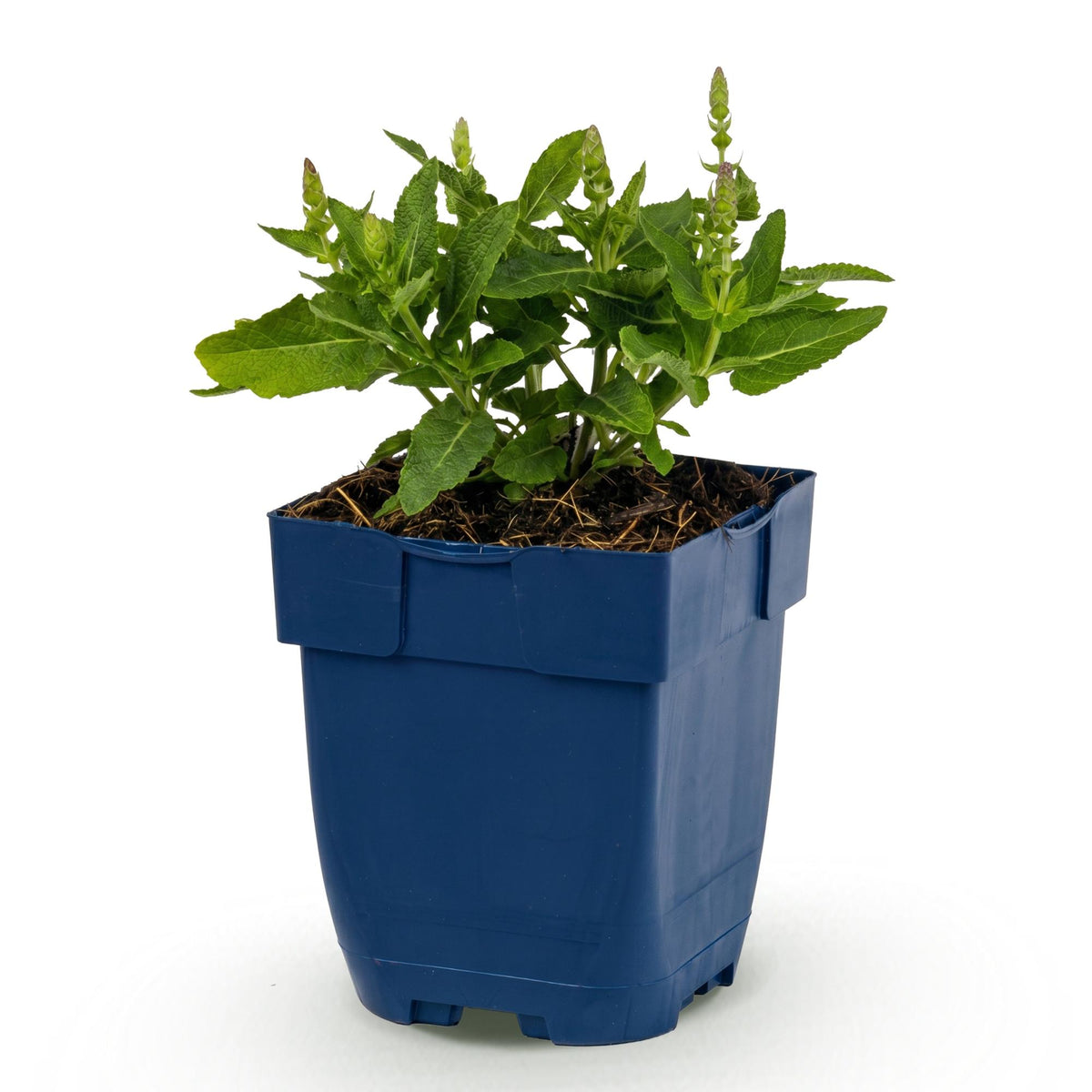 Salvia nemorosa 'Sense Deep Blue' (Salbei) – violett – Ø 11 cm, 15–25 cm hoch – Bild 2
