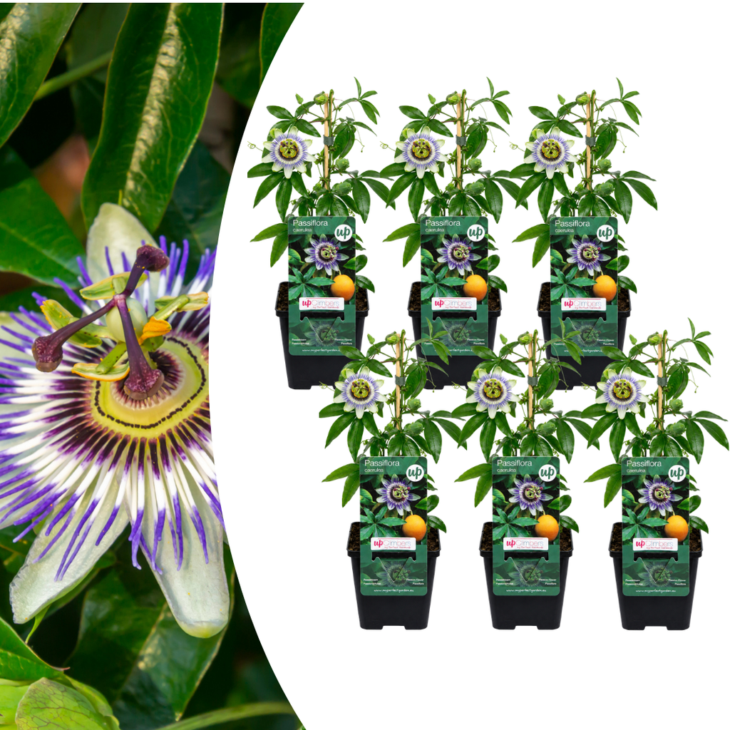 Passiflora caerulea (passion flower) – 6 plants